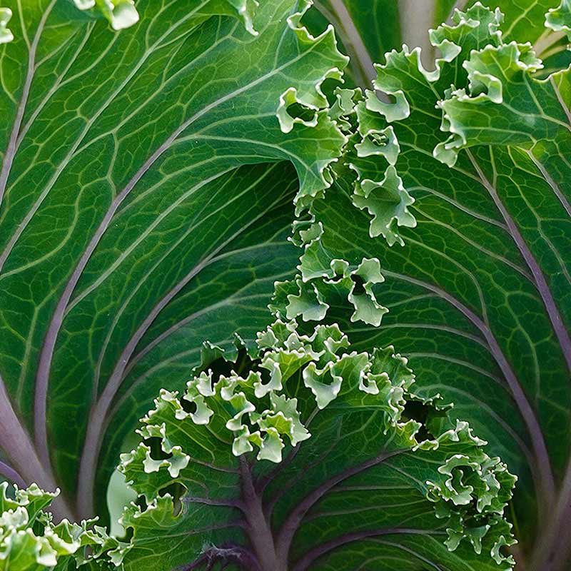 Be Care Love SuperFoods Damage Detox Mask Treatment, 236ml - Image 4